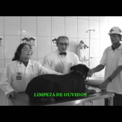 LIMPEZA DE OUVIDOS por SOS Cão Caraguá
