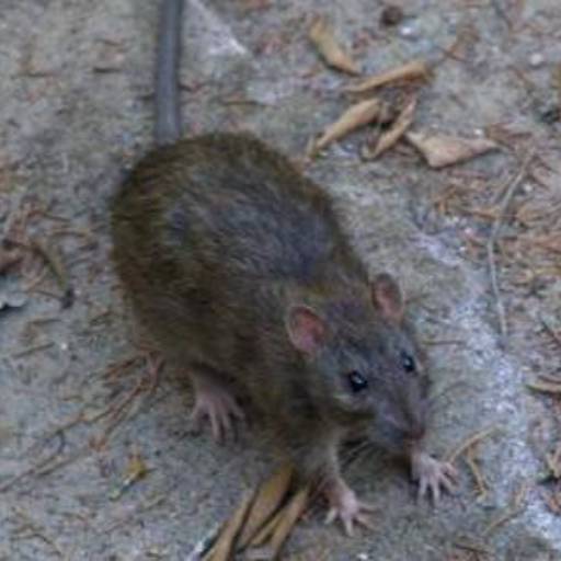 Matar Rato em Avaré por EcoMax