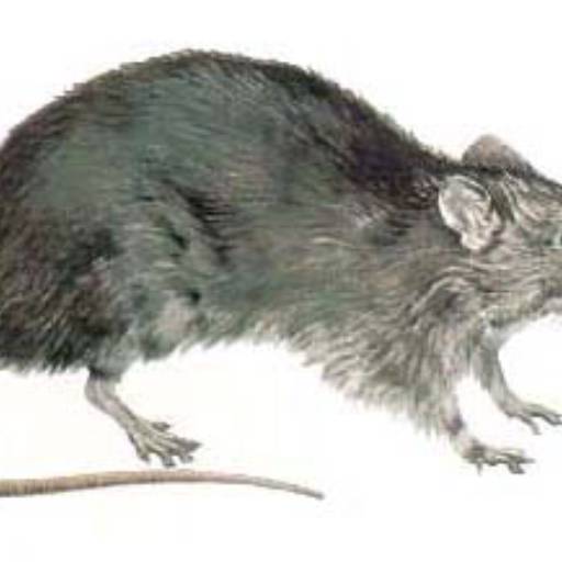 Matar Rato em Avaré por EcoMax