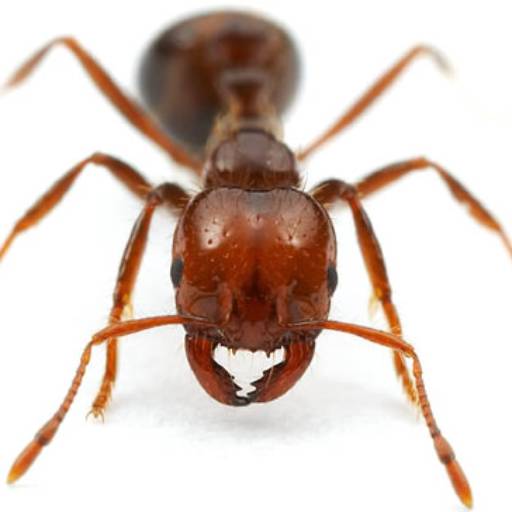 Matar formigas em Avaré por EcoMax