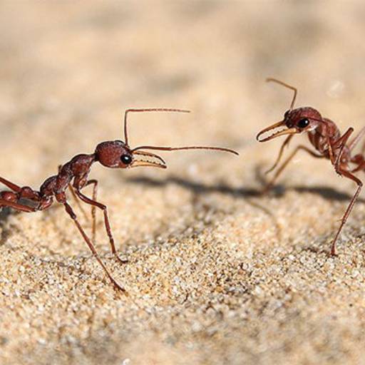 Matar formigas em Avaré por EcoMax