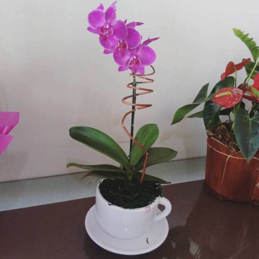 Comprar o produto de Flores Diversas em A Classificar pela empresa Garden Flores & decorações  em Itatiba, SP por Solutudo