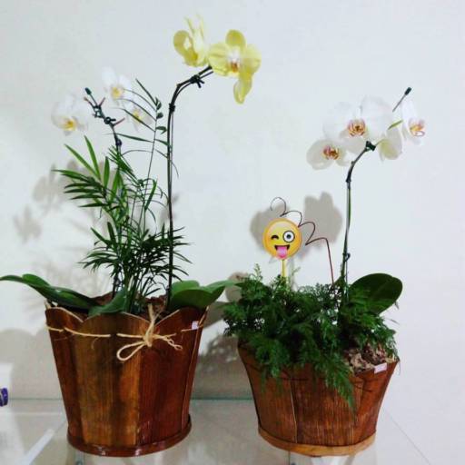 Comprar o produto de Flores Diversas em A Classificar pela empresa Garden Flores & decorações  em Itatiba, SP por Solutudo