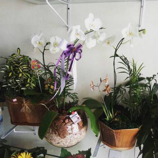 Orquídeas por Garden Flores & decorações 
