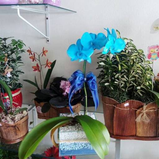 Orquídeas por Garden Flores & decorações 