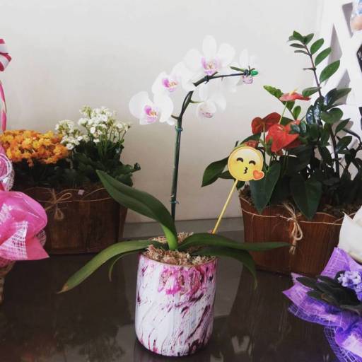 Orquídea por Garden Flores & decorações 