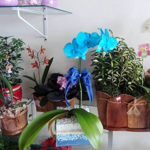 Comprar o produto de Orquídea em Outros Serviços pela empresa Garden Flores & decorações  em Itatiba, SP por Solutudo