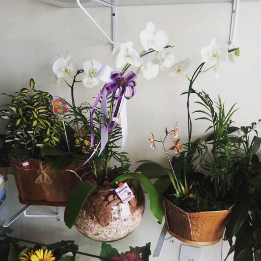 Orquídea por Garden Flores & decorações 