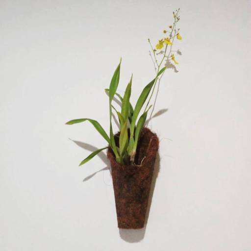Comprar o produto de Orquídea em A Classificar pela empresa Garden Flores & decorações  em Itatiba, SP por Solutudo