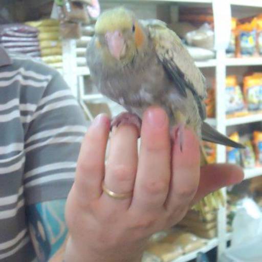 Comprar o produto de Aves em Avaré em Aves pela empresa Miltinho Pet Center em Avaré, SP por Solutudo