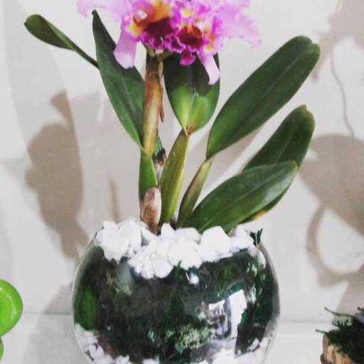 Comprar o produto de Orquídea em Outros Serviços pela empresa Garden Flores & decorações  em Itatiba, SP por Solutudo