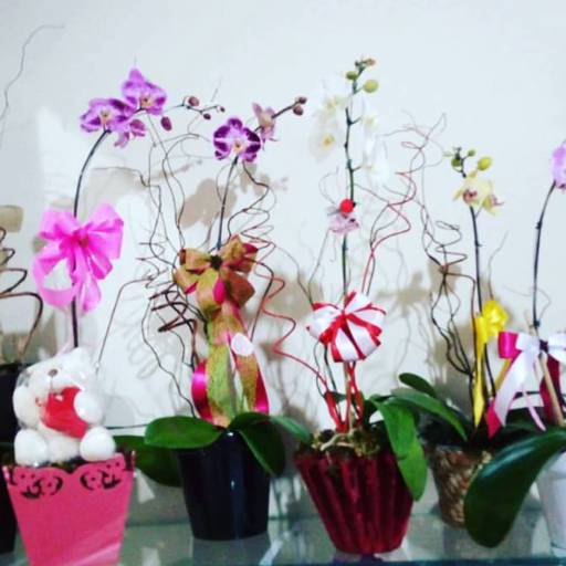 Comprar o produto de Orquídea em A Classificar pela empresa Garden Flores & decorações  em Itatiba, SP por Solutudo