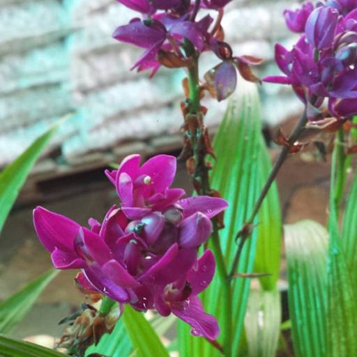 Comprar o produto de Orquídea Grapete em Jardinagem pela empresa Flora Camila Paisagismo em Ourinhos, SP por Solutudo