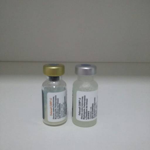 Comprar o produto de Vacina quádrupla de gatos em A Classificar pela empresa Amigos de Cauda em Barra Bonita, SP por Solutudo