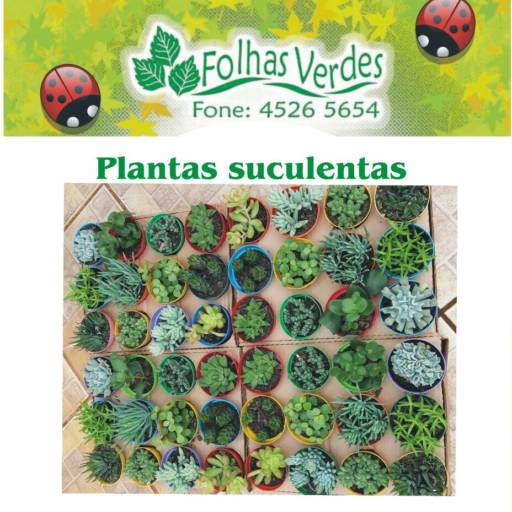 Comprar o produto de Plantas suculentas e mini cactos  em A Classificar pela empresa Folhas Verdes  em Jundiaí, SP por Solutudo