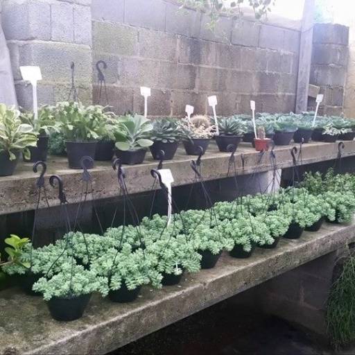 Comprar o produto de Paisagismo em Outros Serviços pela empresa Innova Flora Plantas Ornamentais Ltda em Itatiba, SP por Solutudo