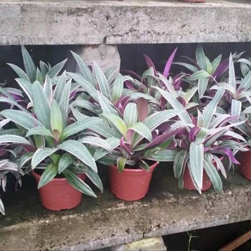 Comprar o produto de Paisagismo em Outros Serviços pela empresa Innova Flora Plantas Ornamentais Ltda em Itatiba, SP por Solutudo