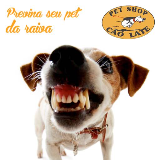 Comprar o produto de Previna seu pet da raiva!!!! em Animais pela empresa Pet Shop Cão Late (Centro) em Jundiaí, SP por Solutudo