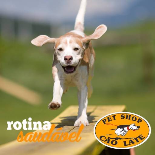 Comprar o produto de Rotina Saudável! em Cachorros pela empresa Pet Shop Cão Late (Centro) em Jundiaí, SP por Solutudo