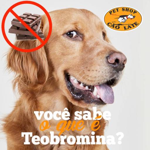 Comprar o produto de Você sabe o que é Teobromina? em Cachorros pela empresa Pet Shop Cão Late (Centro) em Jundiaí, SP por Solutudo