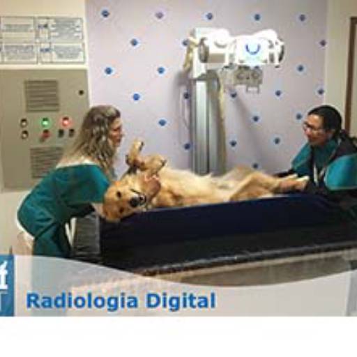 Exames de Raio X (Radiologia Digital) por CDIVET - Centro de Diagnóstico por Imagem Veterinário
