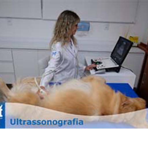 Ultrassom (Ultrassonografia Doppler) por CDIVET - Centro de Diagnóstico por Imagem Veterinário