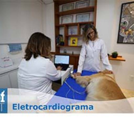 Eletrocardiograma (Eletrocardiografia) por CDIVET - Centro de Diagnóstico por Imagem Veterinário