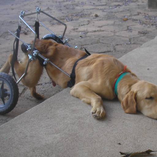 Descansando  por VetCar