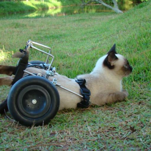 Descansando  por VetCar