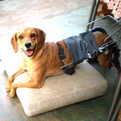 Descansando  por VetCar