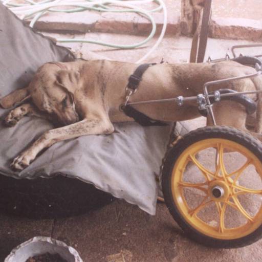 Descansando  por VetCar