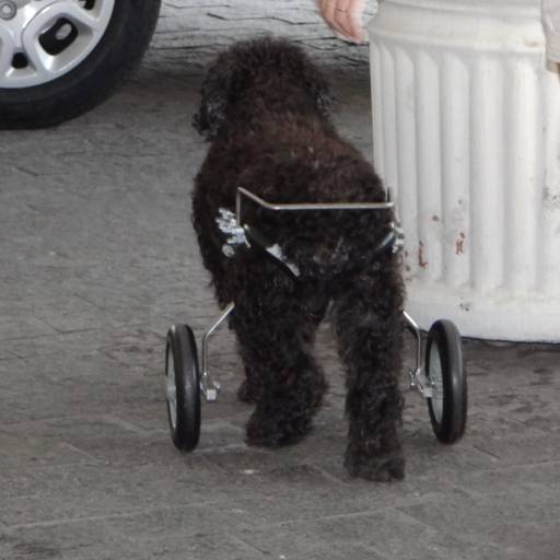 Fisioterapia por VetCar