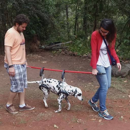 SUPORTE ACUPUNCTURA  por VetCar