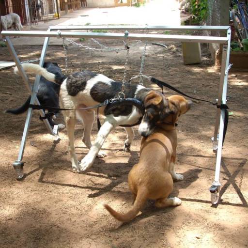 SUPORTE ACUPUNCTURA  por VetCar