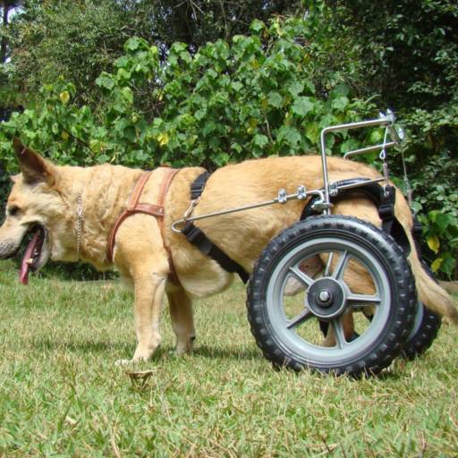 RODAS ESPECIAIS por VetCar