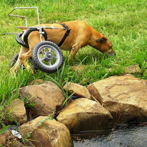 RODAS ESPECIAIS por VetCar