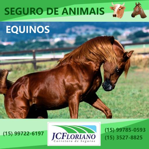 Comprar o produto de Seguro de Equinos em Animais pela empresa JC Floriano - Corretora de Seguros em Itapetininga, SP por Solutudo
