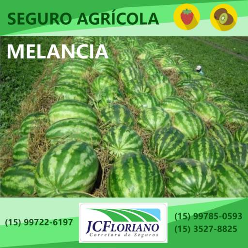Seguro de Melancia 