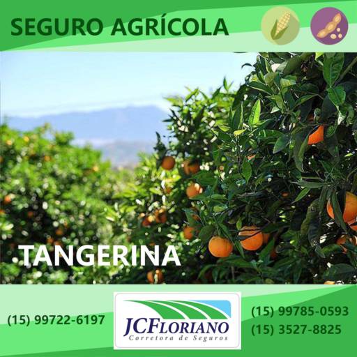 Seguro de Tangerina