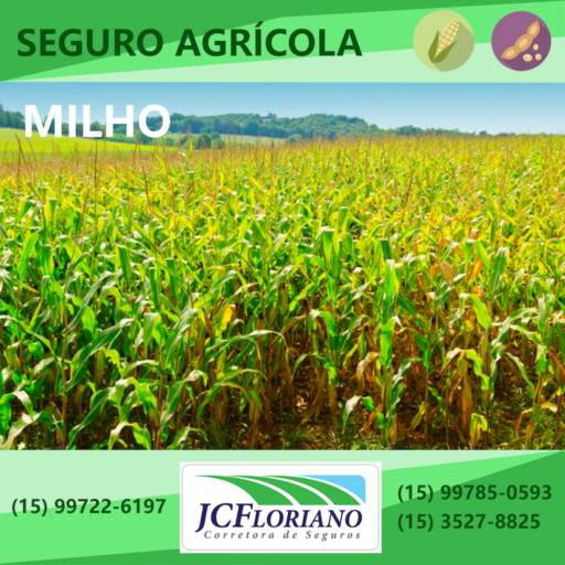Seguro Para Plantação de Milho
