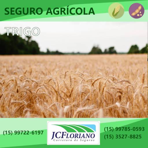 Seguro da Cultura de Trigo
