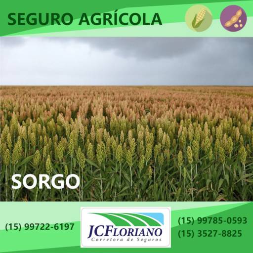 Seguro da Cultura de Sorgo