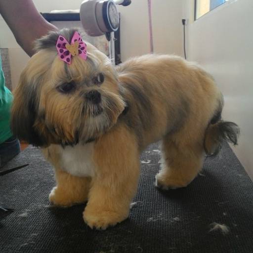 Banho e Tosa em Avaré