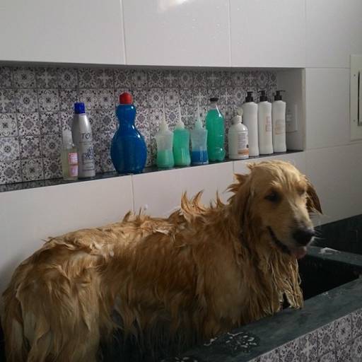 Banho e Tosa em Avaré por Clínica Veterinária Gato.Cão Avaré