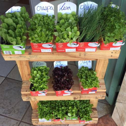 Mudas em Avaré por Hirata Agropets