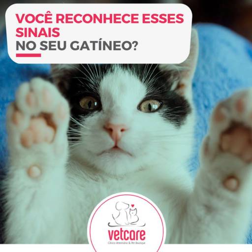 Cuidados com o Gato