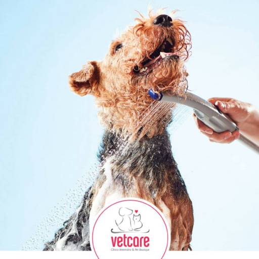 Banhos por Petson Clínica Veterinária e Boutique