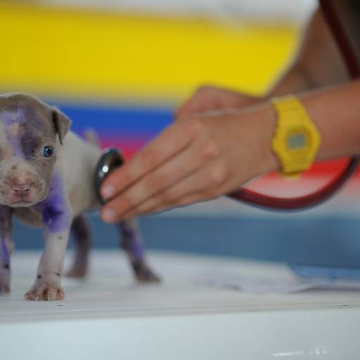 Atendimento Veterinário
