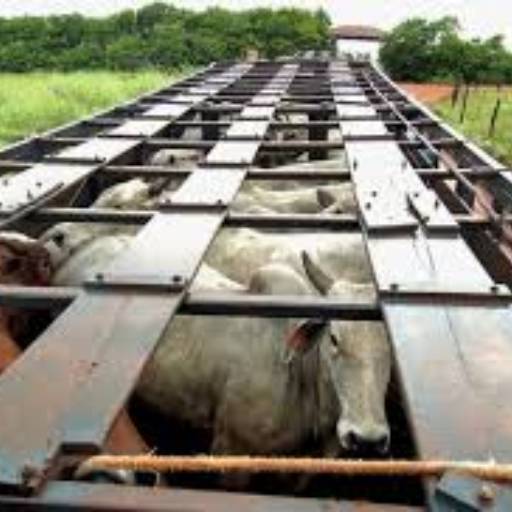 Transporte de Animais por Joaquim Carvalho - Transporte de Bovinos