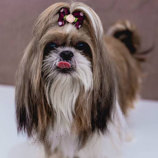 Banho e Tosa por Mister Pet Banho e Tosa